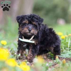 Lincoln, Yorkie Poo Puppy